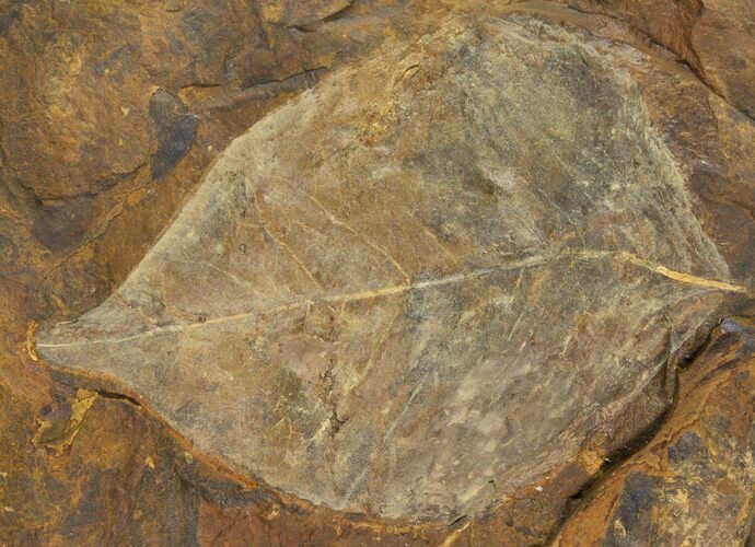 Fossil Winged Walnut (Juglandaceae) Leaf - North Dakota #95523